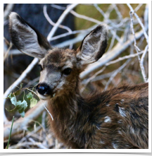 Mule Deer - Grazing Mule Deer - Grazing